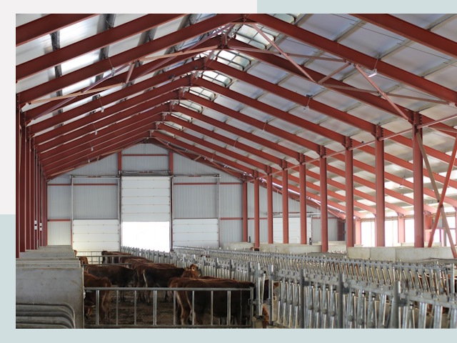 Строительство коровников в Людиново