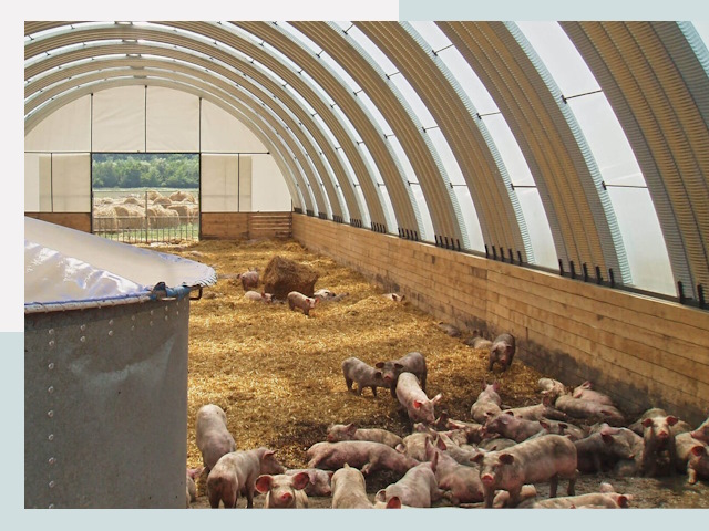 Строительство свинарников в Людиново